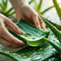 Benefits of Aloe Vera