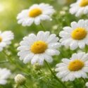 Benefits of Chamomile