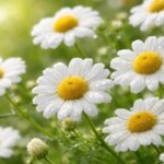 Benefits of Chamomile